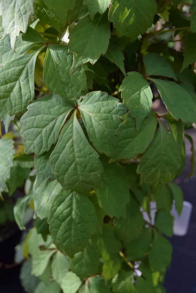 Parthenocissus tricuspidata 'Veitchii' 150-175 cm